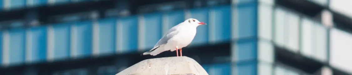 プロフィールコンテンツ