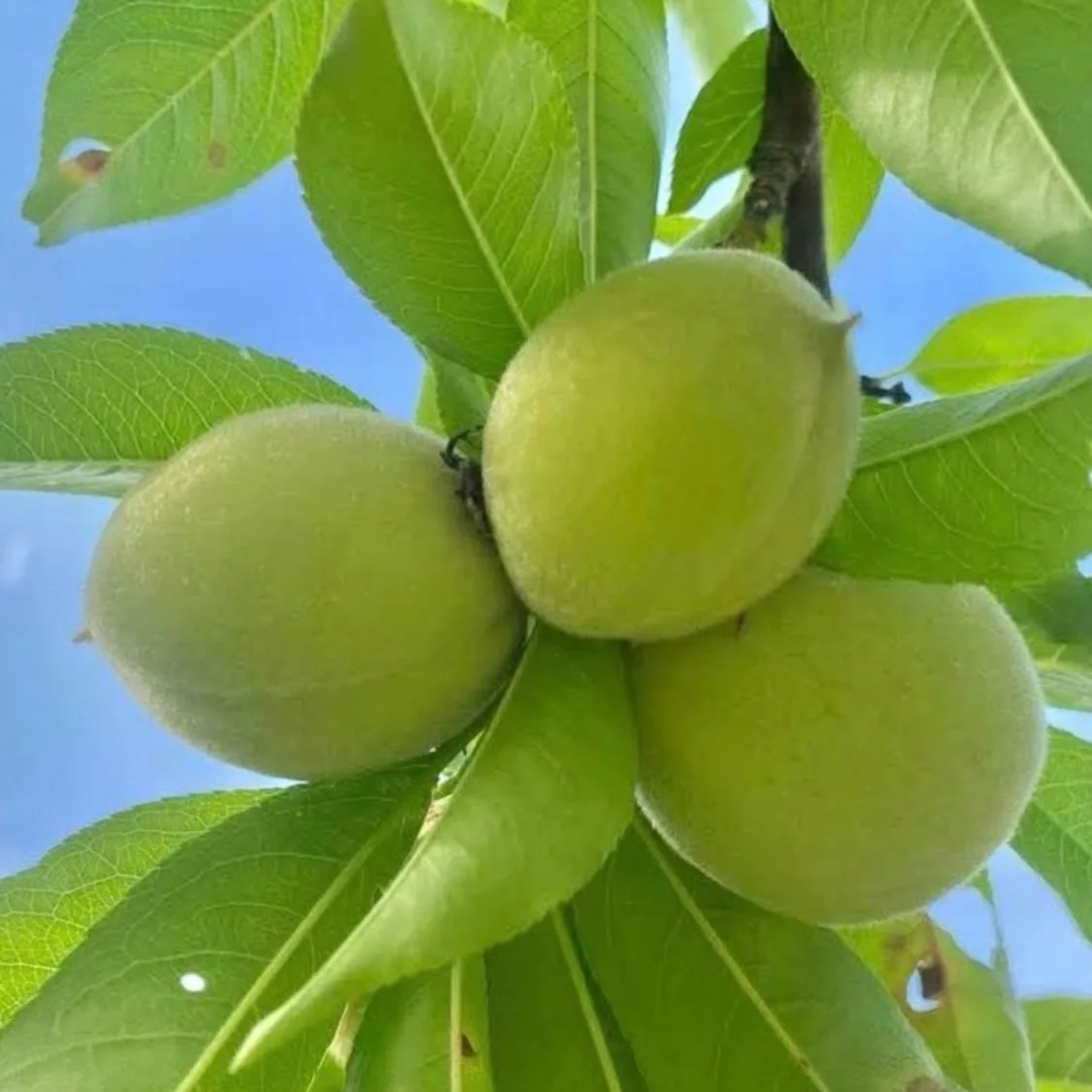 プロフィールコンテンツ