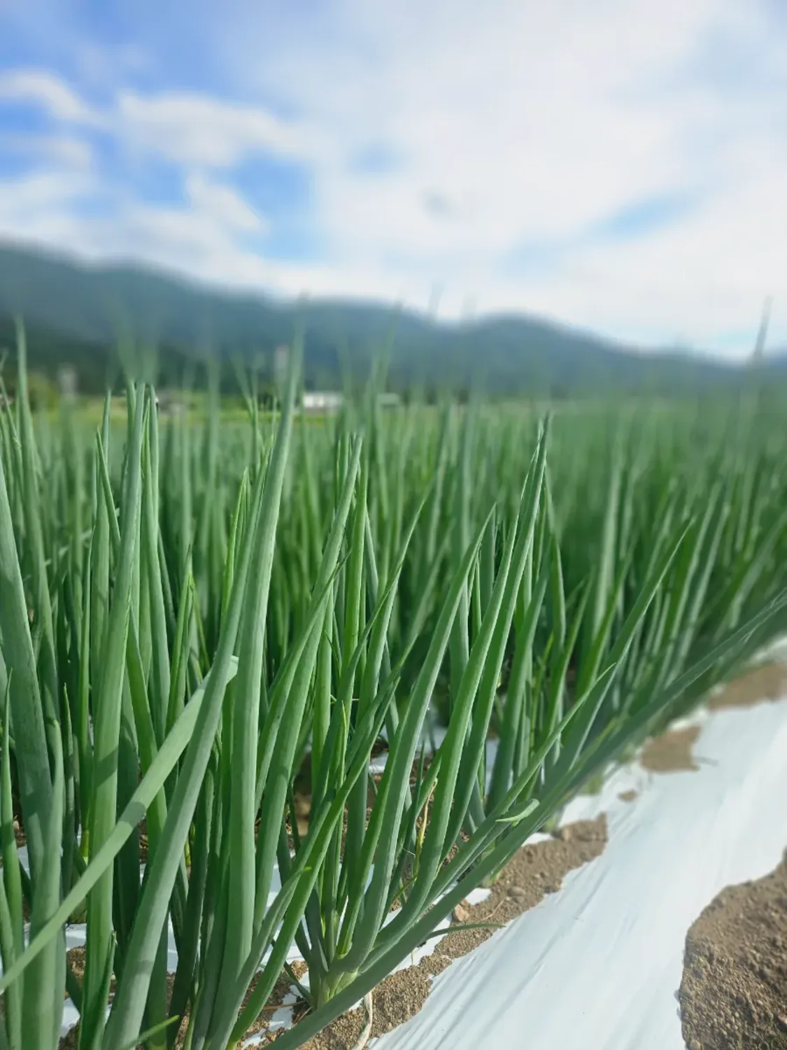 プロフィールコンテンツ