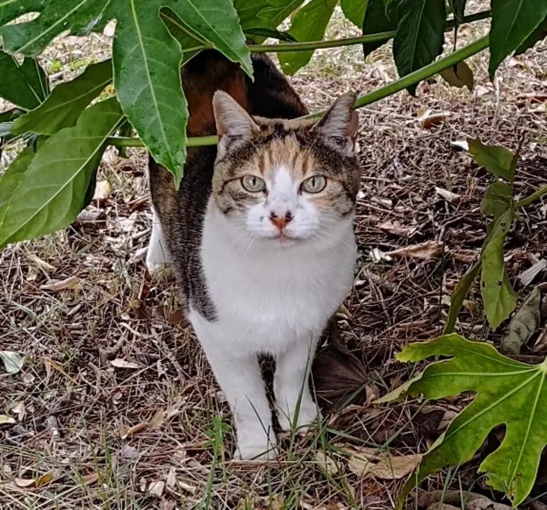 プロフィールコンテンツ