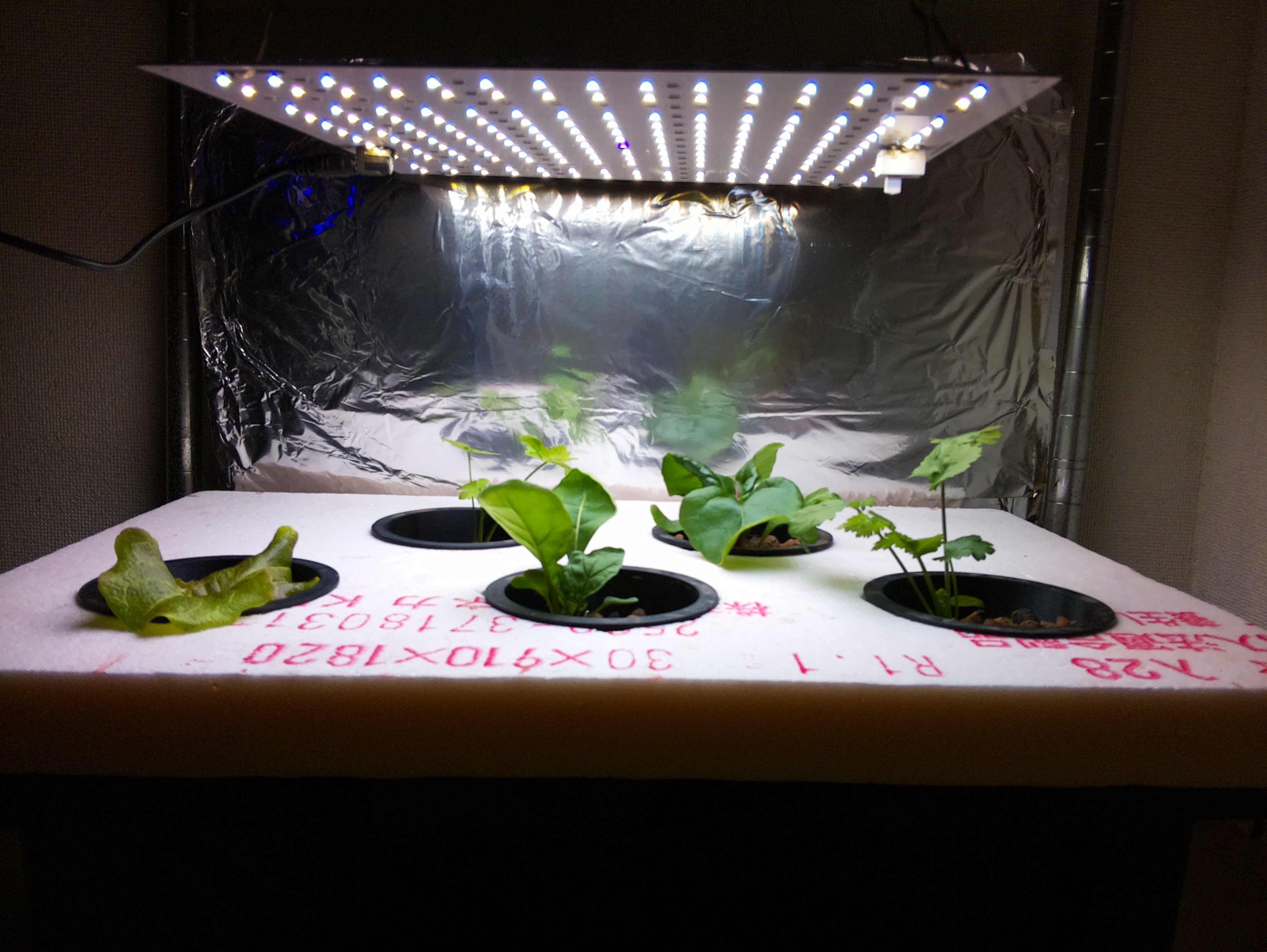Hydroponic setup as of January 2026