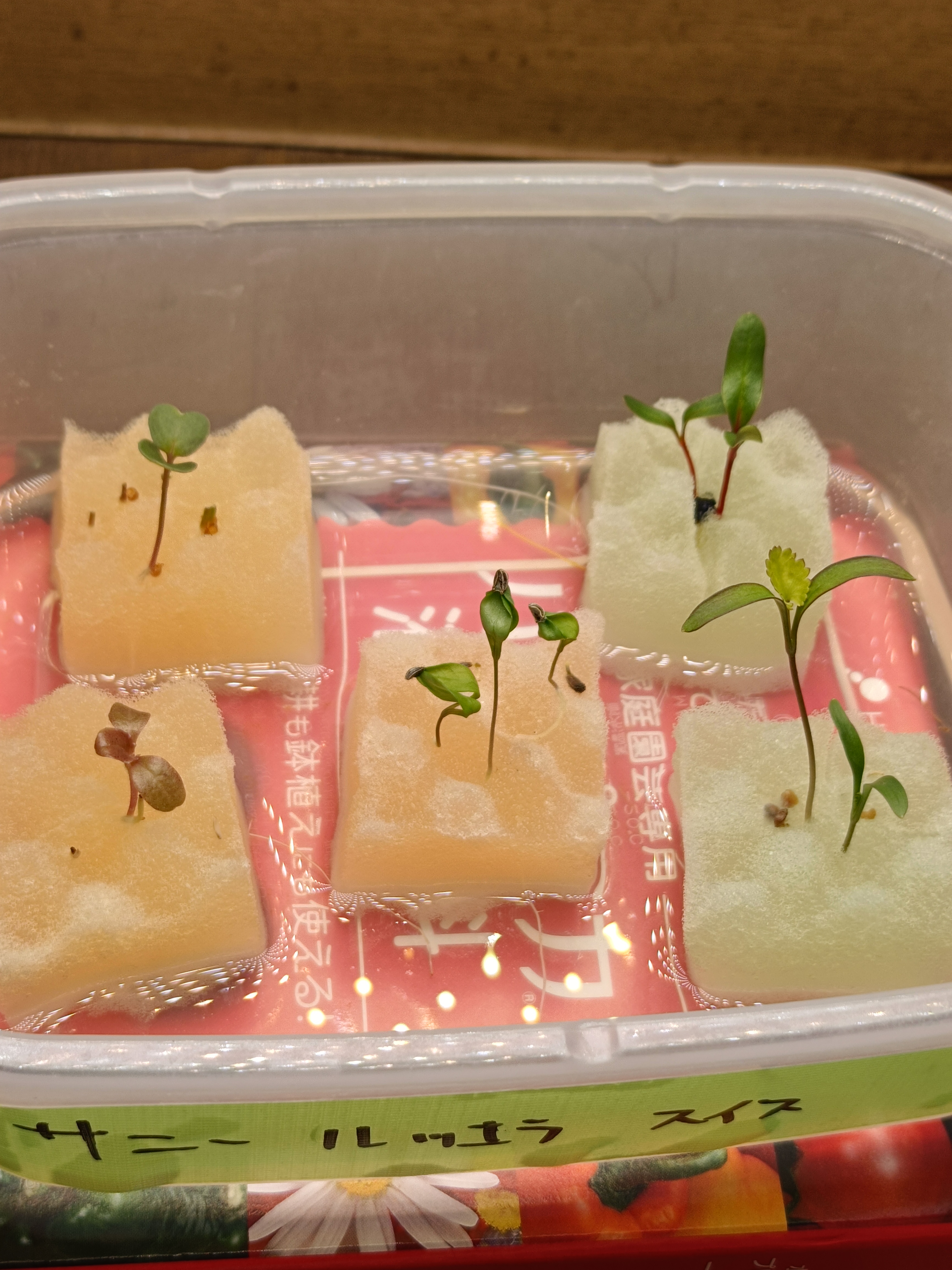 Seeds after initial growth phase