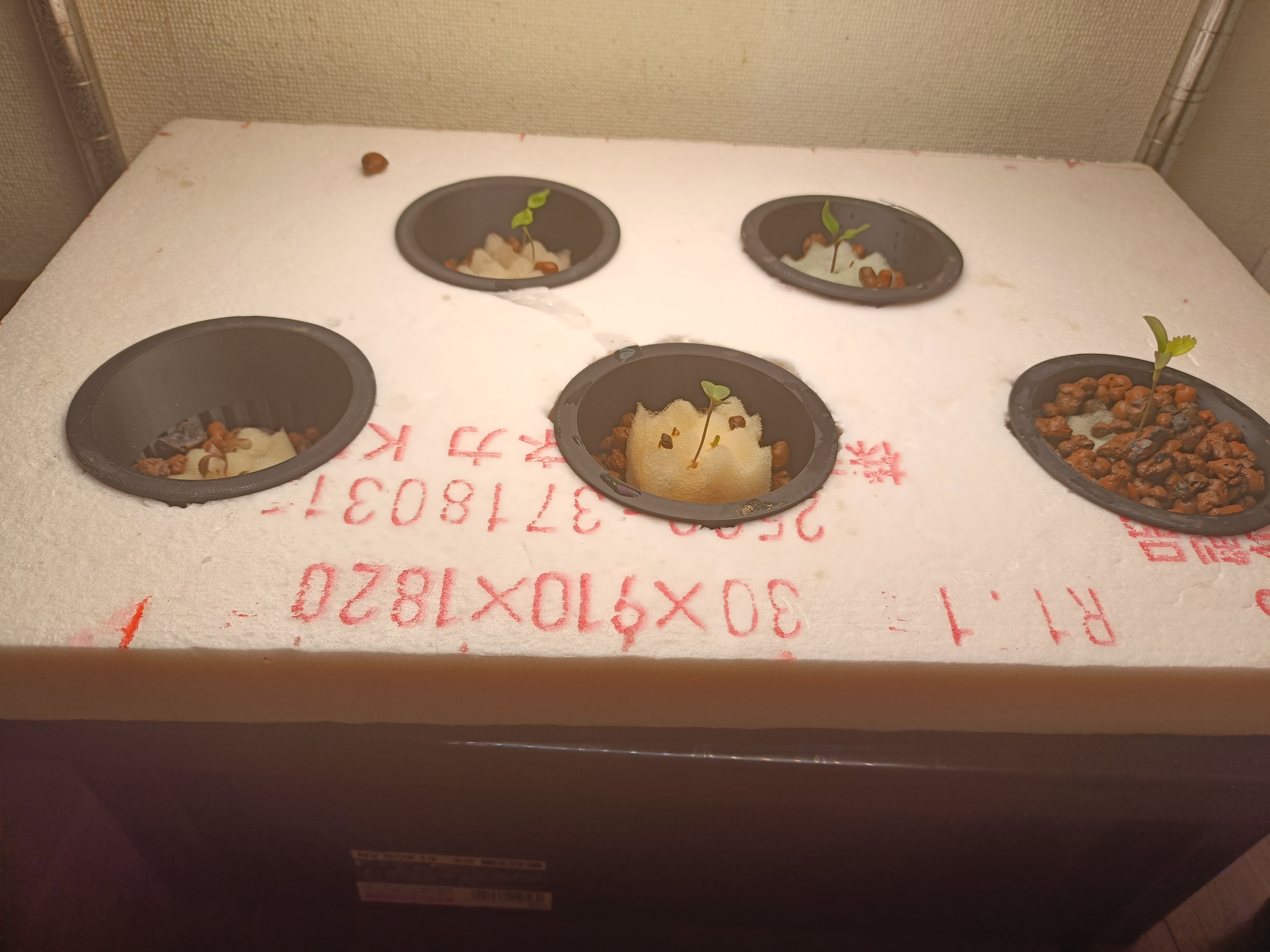 Transplanted seedlings