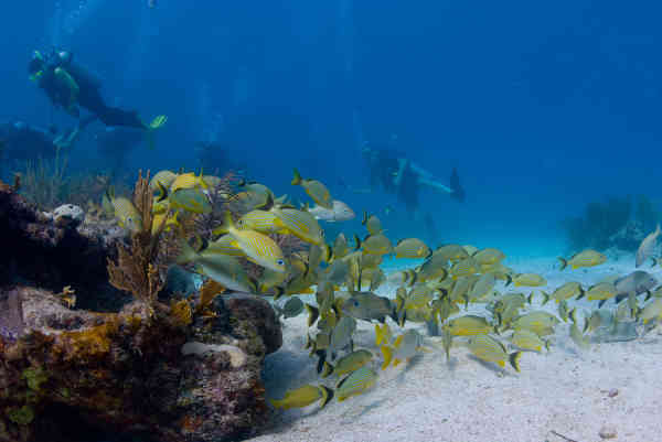 The Florida Keys is known for its vibrant reefs which are great for scuba diving and snorkeling.