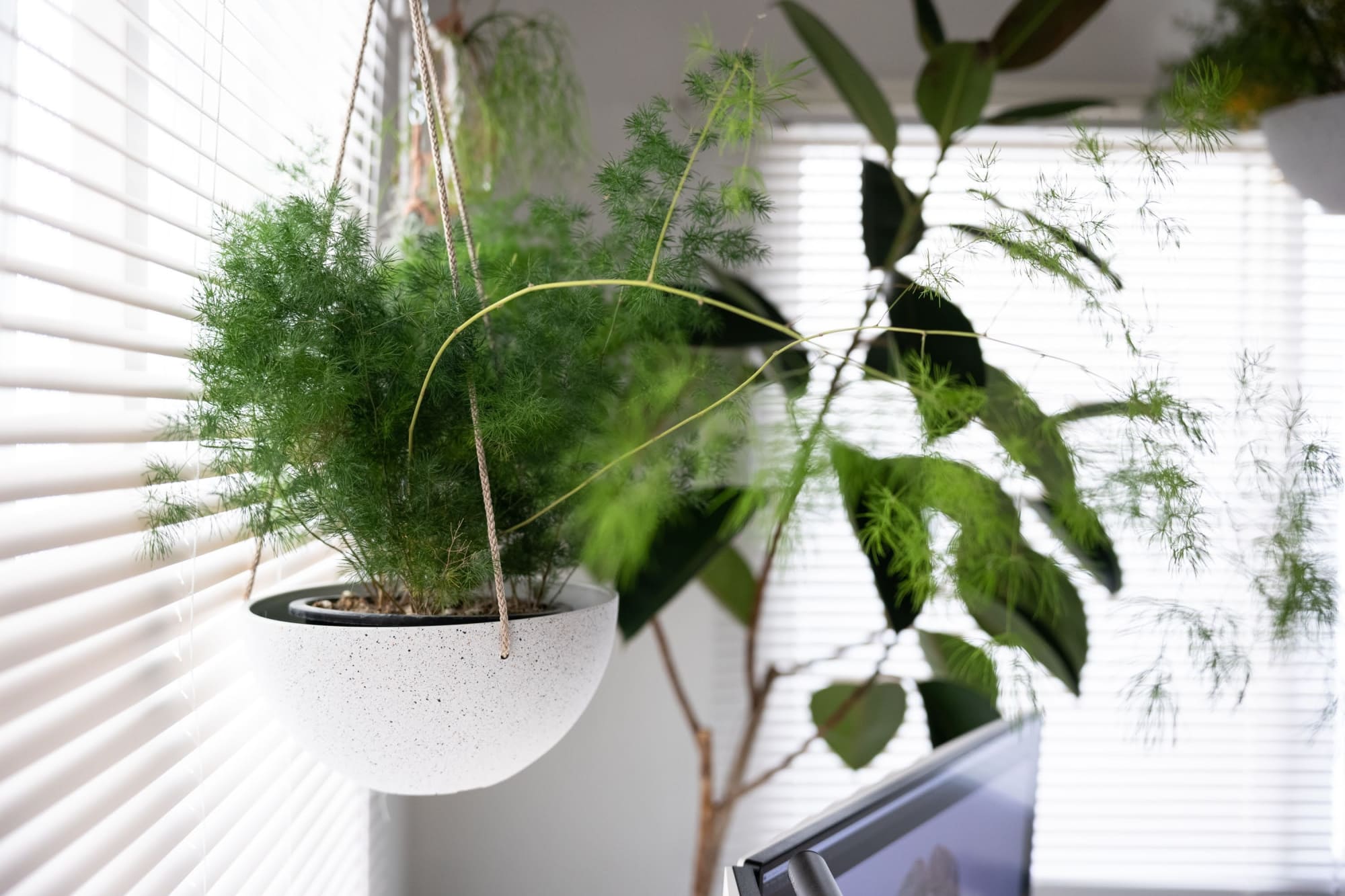 デスク周りの植物たち