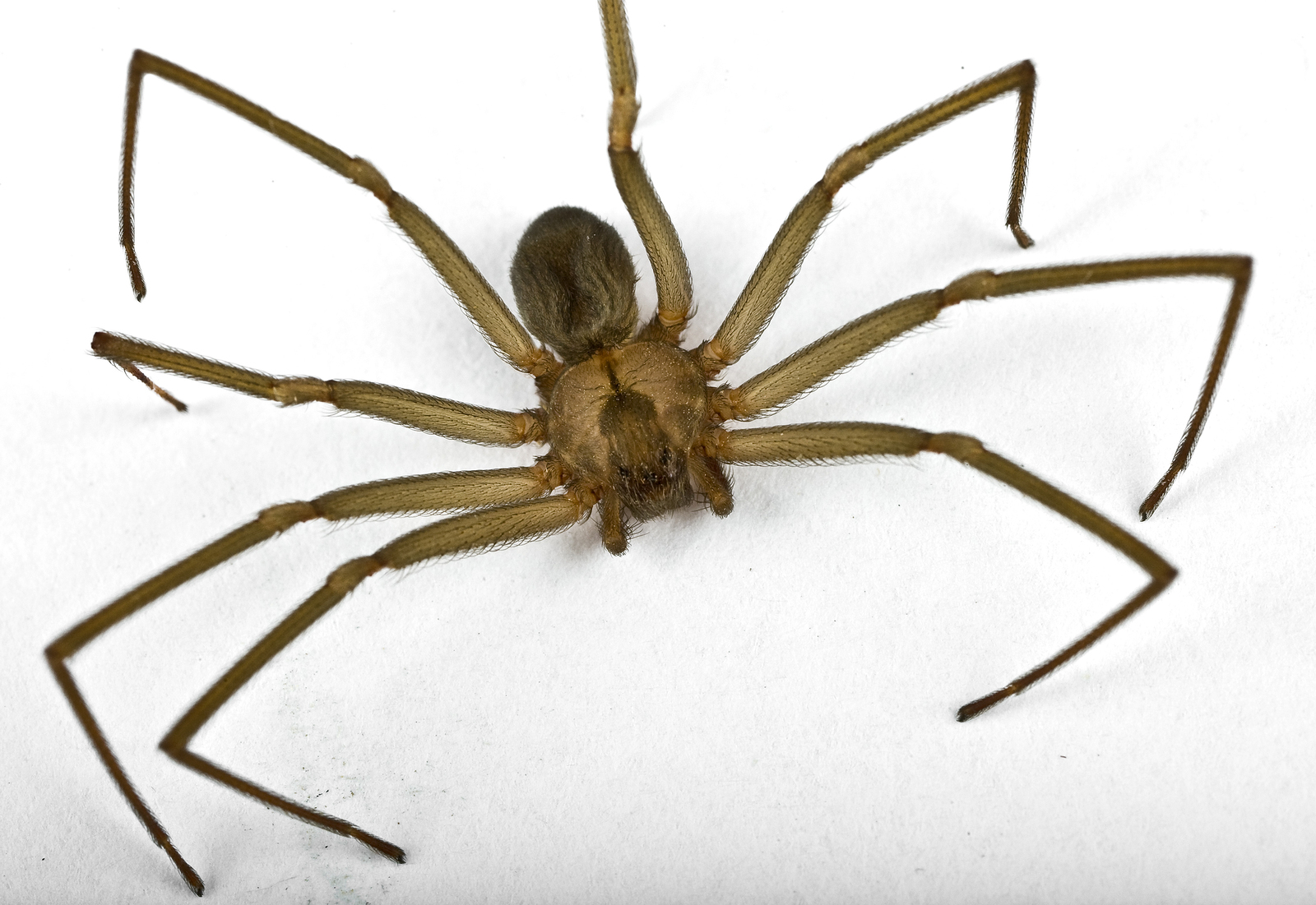 Brown Recluse Pictures Image Gallery - m Brown Recluse Pictures Image Gallery - m