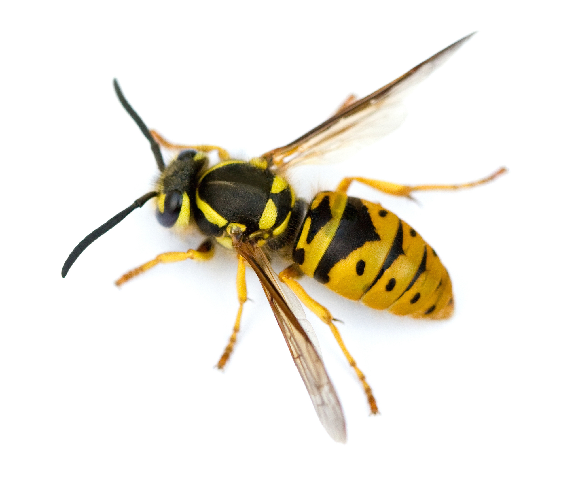 preferred pest control we re tough on pests