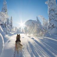 Cani rando, la marche qui a du chien !