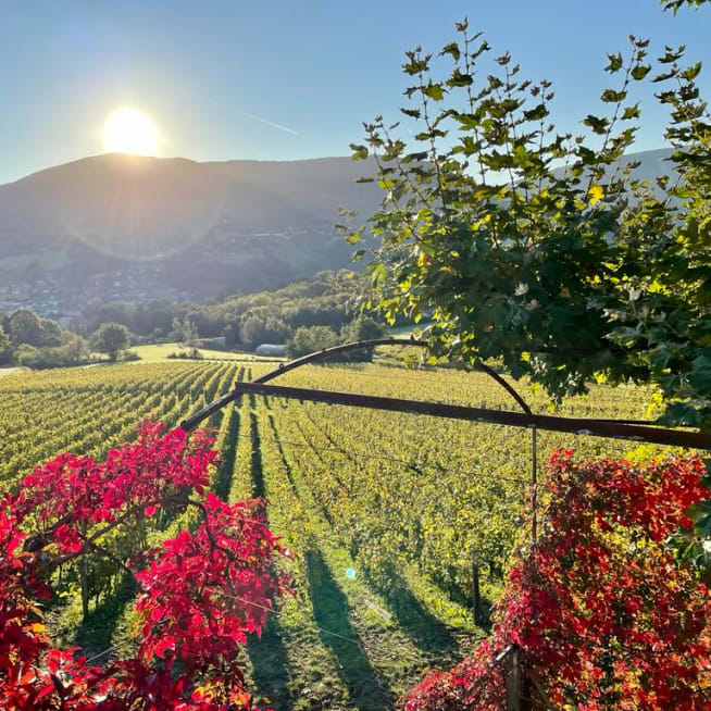 Visite du domaine et dégustation