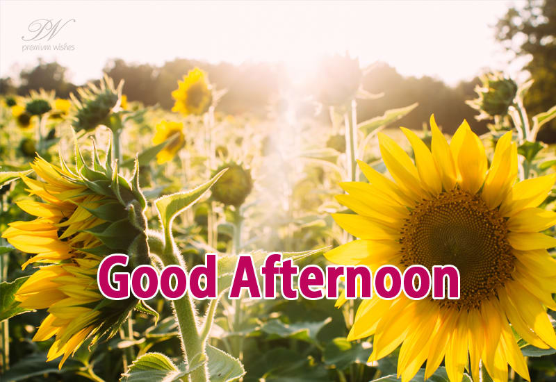 Good afternoon flowers - Premium Wishes