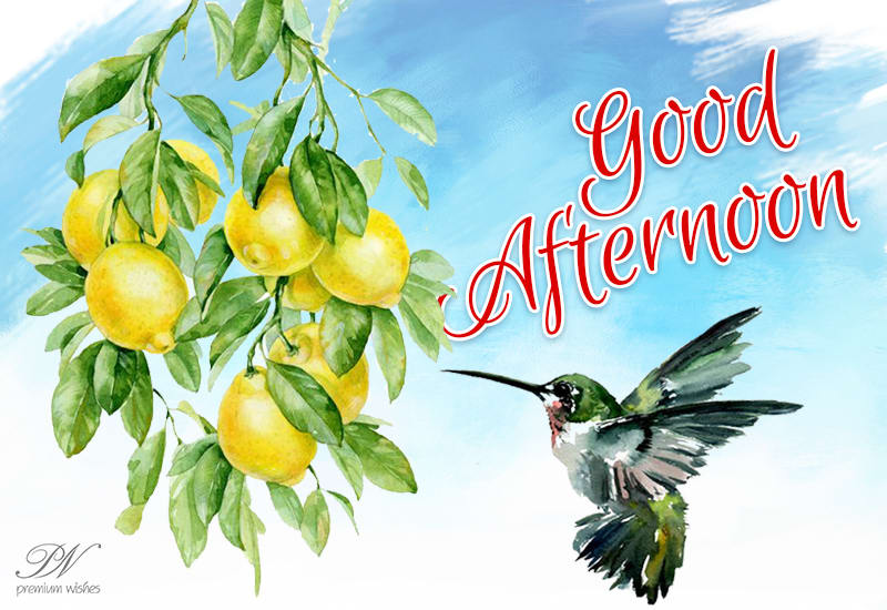 Good Afternoon Wishes - Premium Wishes