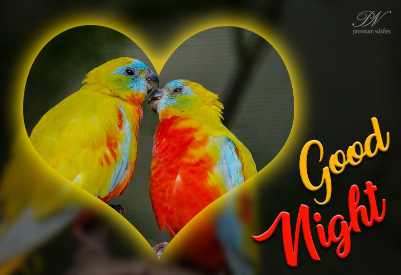 Free Free Good Night Love Birds Images Hd