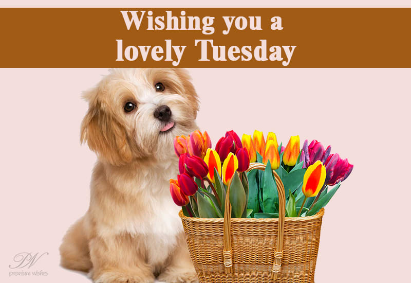 Wishing You A Lovely Tuesday Premium Wishes