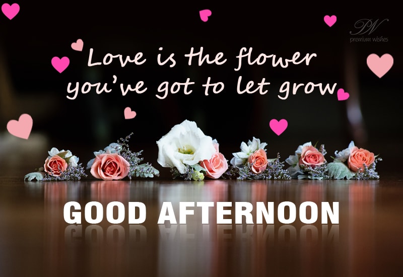 Good Afternoon - Love is the flower - Premium Wishes