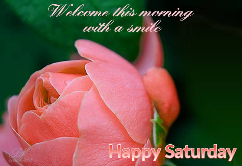 Good Morning Saturday Images and Quotes Premium Wishes