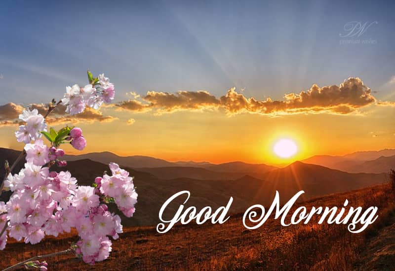 Good morning dear enjoy the Sun Premium Wishes