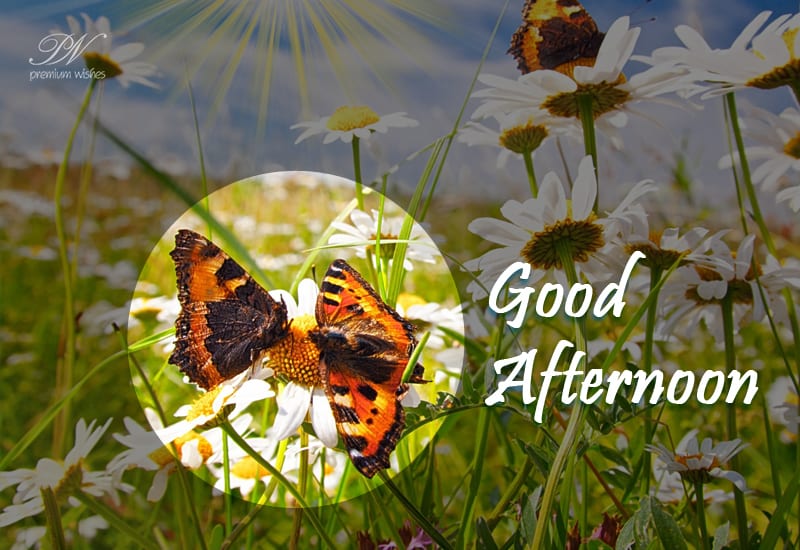 Good Afternoon Have A Nice Day Premium Wishes Good Afternoon Have A Nice Day Premium Wishes