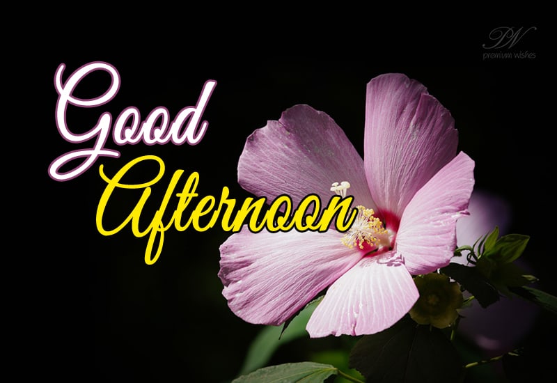 Wish Happy Afternoon With Flowers - Premium Wishes