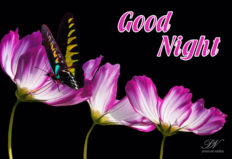 pics Sweet Good Night Butterfly Images good night butterflies premium wishes