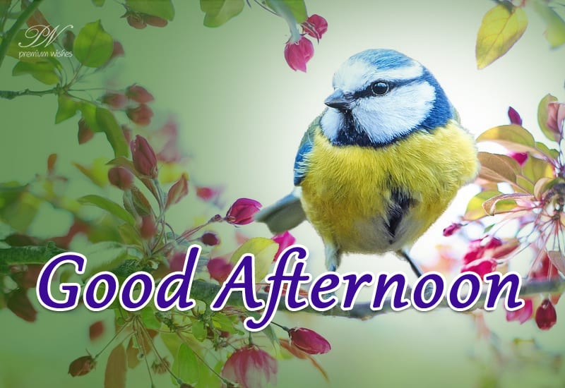 Good Afternoon Dear Friends - Enjoy the bird chirping - Premium Wishes