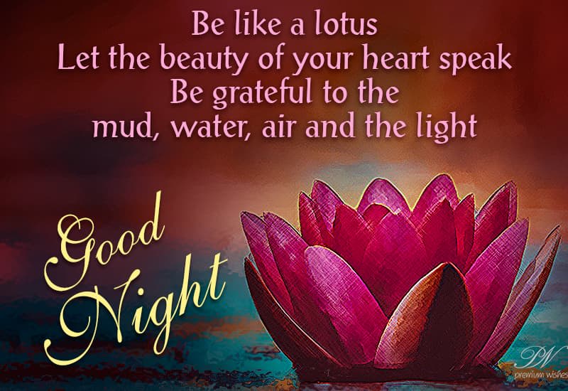 Good Night Be Like A Lotus Premium Wishes