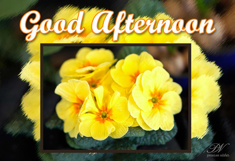 Good Afternoon Friends - Have a great day ahead! - Premium Wishes