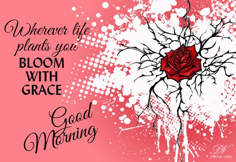 Good Morning Whatever life plants you, Bloom with grace Premium Wishes
