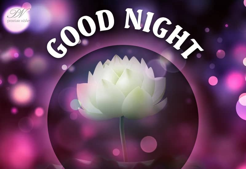 Good Night Lotus For Your Friends Premium Wishes