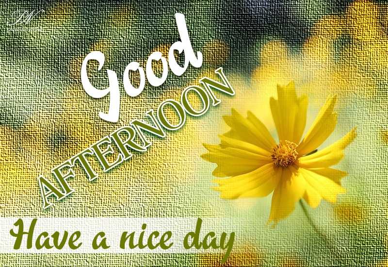 Good Afternoon - Have a nice day ahead - Premium Wishes