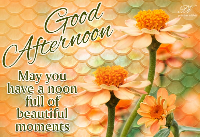 Good Afternoon - May you have a noon full of beautiful moments ...