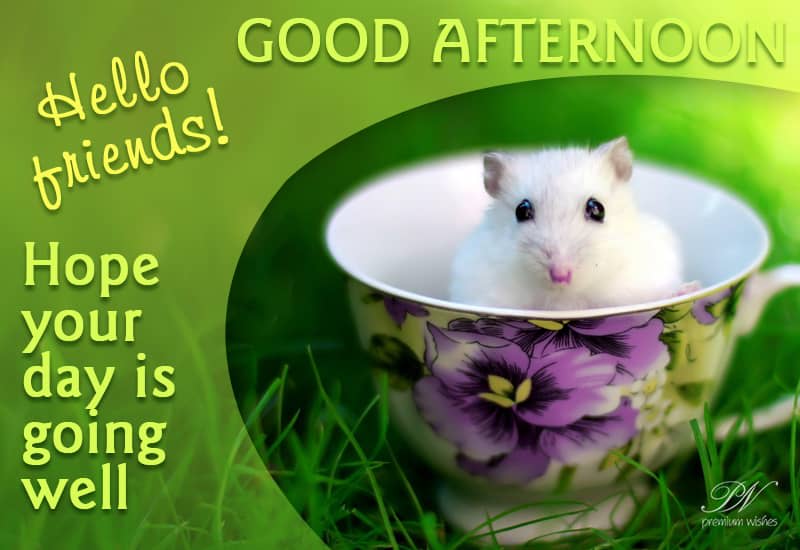 Hello Friends Good Afternoon Hope Your Day is Going Well Premium