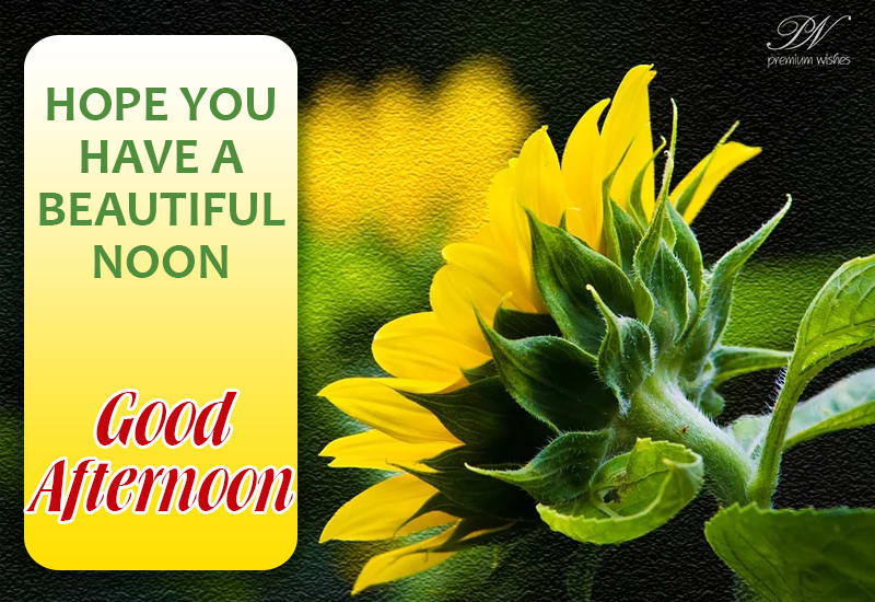 Hope you have a beautiful noon - Happy Afternoon - Premium Wishes