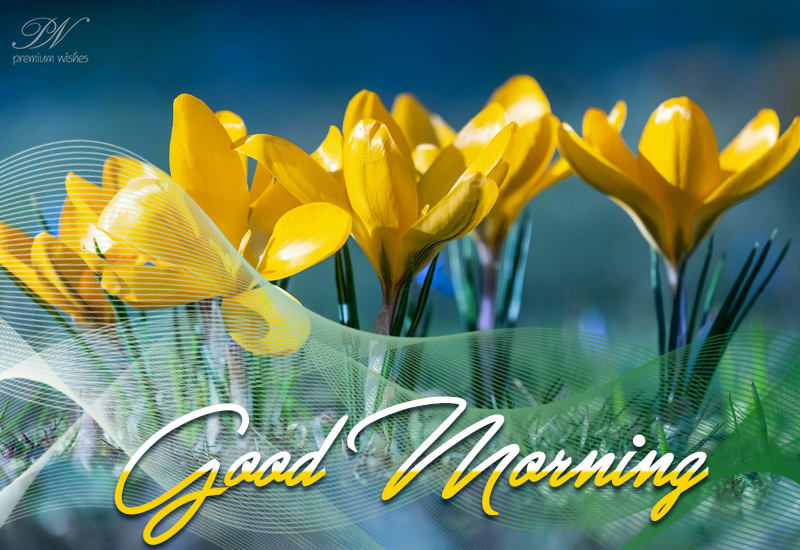 Good Morning - Shine Today - Premium Wishes