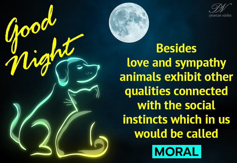 Good Night - Moral is one thing you can learn from animals - Premium Wishes Good Night - Moral is one thing you can learn from animals - Premium Wishes