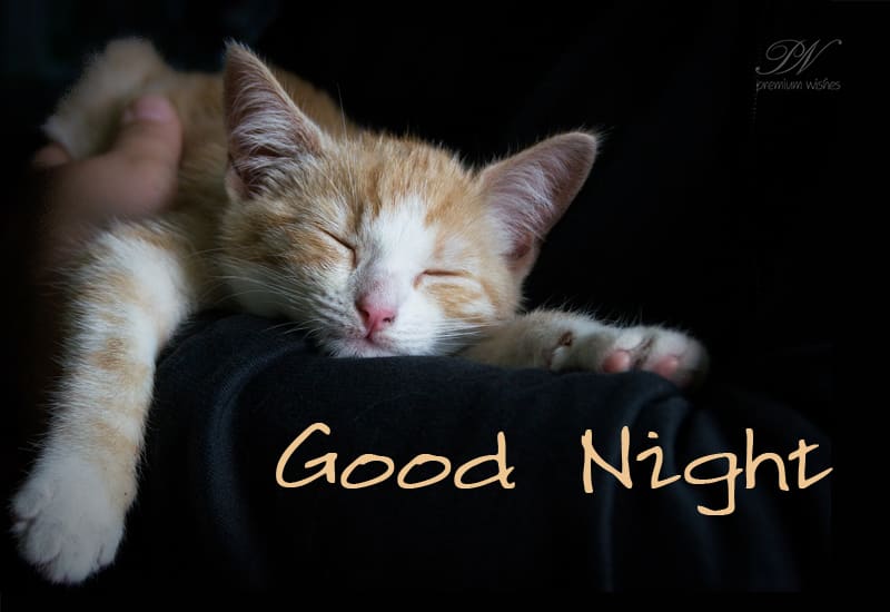 Resting Time - Good Night Friends - Premium Wishes