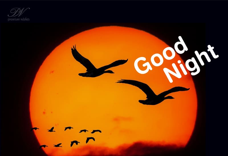 Enjoy the night ahead Relish it's beauty Premium Wishes