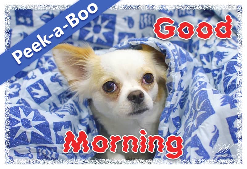 Good morning boo outlet