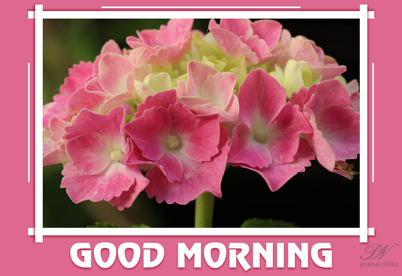 Good Morning - Sending Some Flowers Wishing You A Great Day Ahead ...