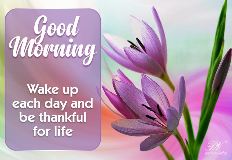 Good Morning - Wake up each day and be thankful for life - Premium Wishes