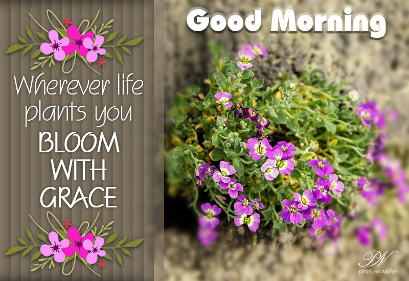 Wherever Life Plants You Bloom With Grace Good Morning Premium Wishes Wherever Life Plants You Bloom With Grace Good Morning Premium Wishes
