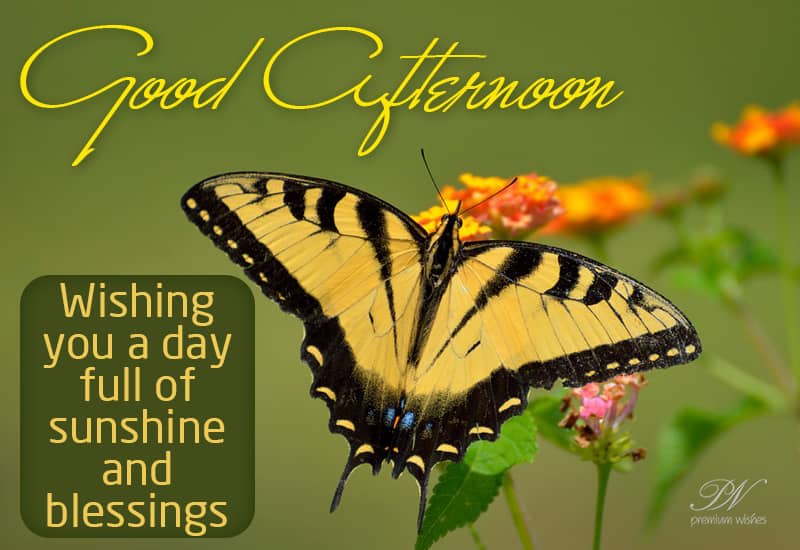 Good Afternoon Wishing You A Day Full Of Sunshine And Blessings Premium Wishes