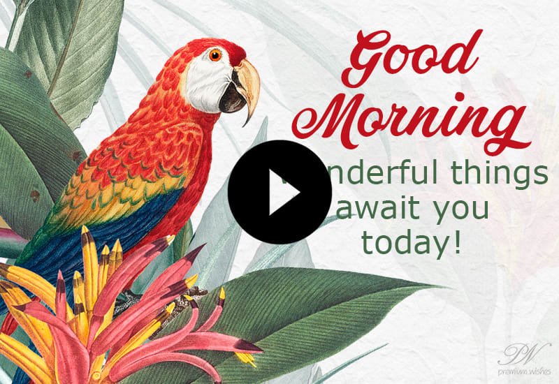 Good Morning Bird Status Video - Premium Wishes Good Morning Bird Status Video - Premium Wishes
