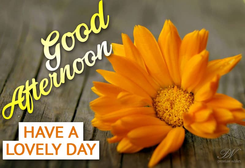 Good Afternoon Have A Lovely Day And Evening Ahead Premium Wishes Good Afternoon Have A Lovely Day And Evening Ahead Premium Wishes