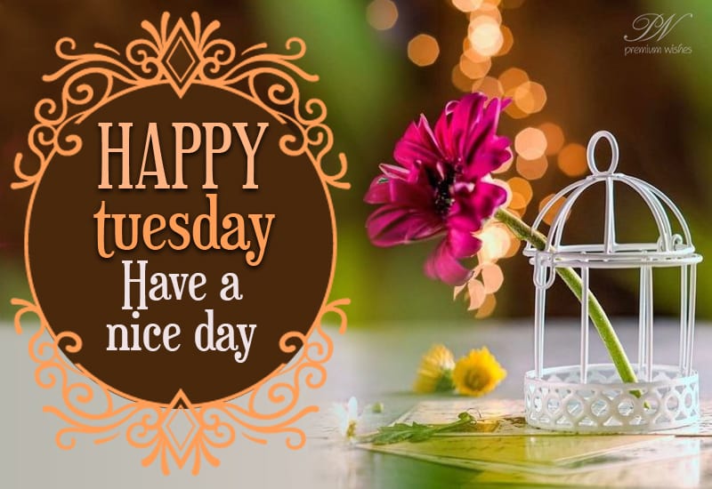 Happy Tuesday - Have A Nice Day Ahead Friends - Premium Wishes