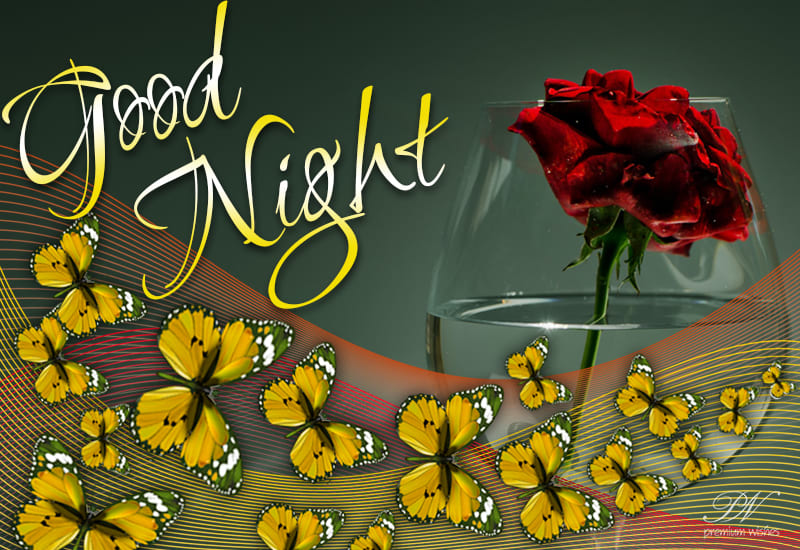 Sleeping Beauties - Good Night - Premium Wishes