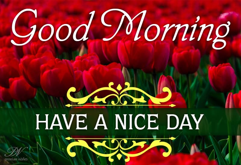 Good Morning Have A Nice Day Today Premium Wishes Good morning have a nice day today premium wishes
