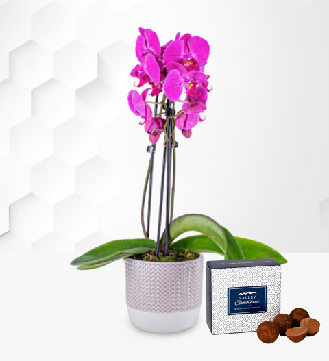 Pink Orchid - Orchid Delivery - Orchid - Phalaenopsis - House Plants - Orchids For Sale - Houseplants - Indoor Plants