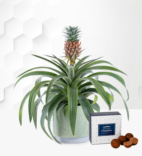 Pineapple Plant Indoor Plants Plant Delivery Plant