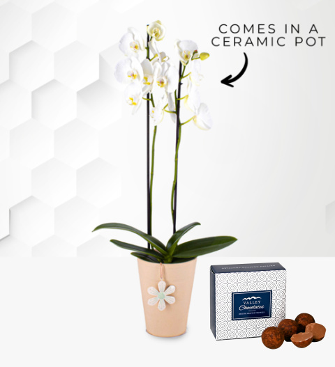 White Orchid - White Phalaenopsis Orchid -Phalaenopsis Orchid - White Orchid Plants - Indoor Plants - Houseplants - House Plants