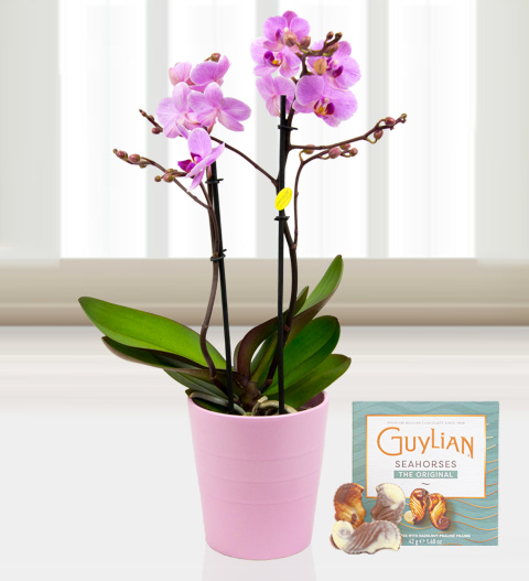 Twin Phalaenopsis Orchids - Free Chocs image